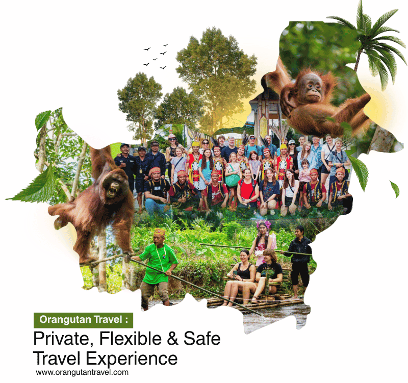 Orangutan Travel | Orangutan Tour Tanjung Puting & River Cruise