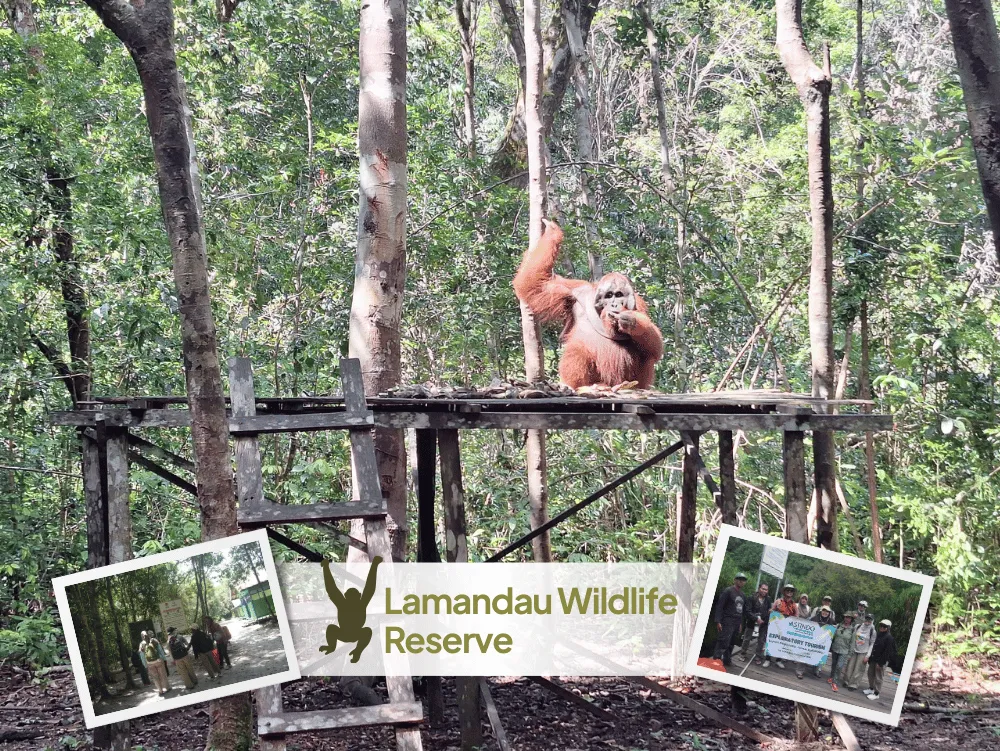 Orangutan Lamandau Wildlfie Reserve