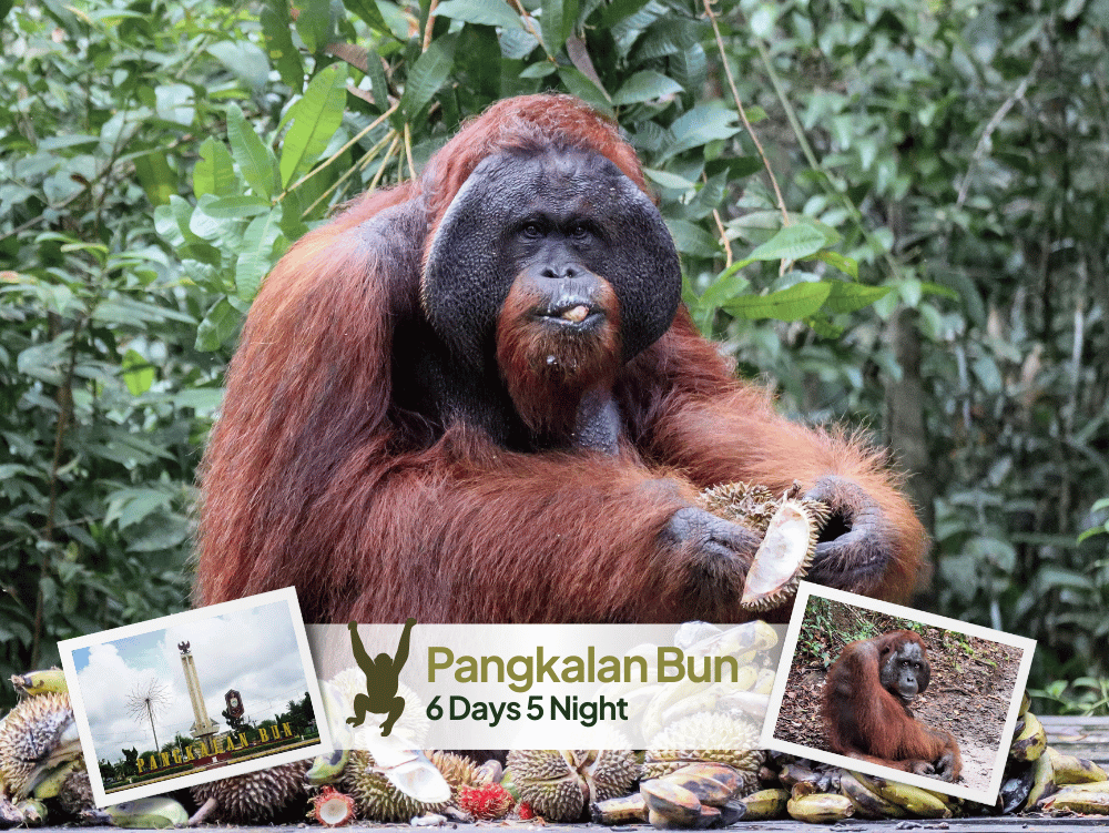 Orangutan tour & Dayak tour 6 days